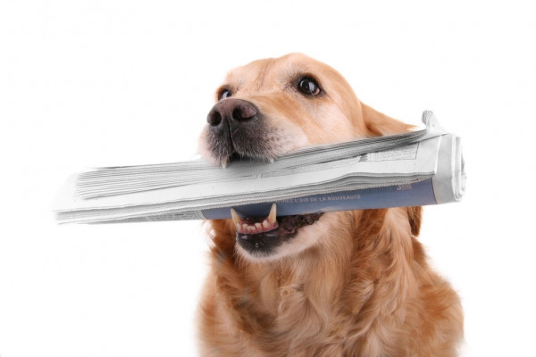 Лыжи. Кубок России. Пеклецова победила в коньковой разделке на 10 км, Кусургашева  2-я, Крупицкая  3-я, Степанова  4-я